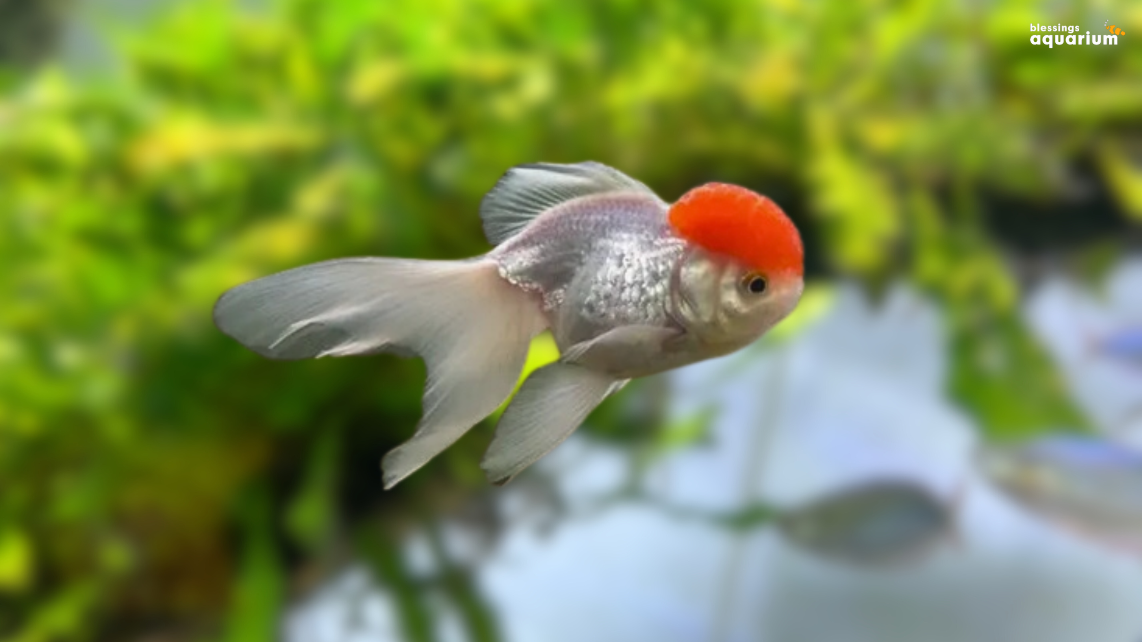 Red Cap Oranda Goldfish