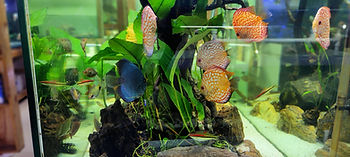 Deep diving into fish genetics : Discus Fish Tank