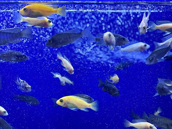 Aquarium Fish Breeding For Profit