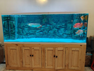 Best Aquarium Shop in Pune: Fish, Aquatic Plants, Aquascaping & Aquarium Services