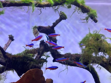 Best freshwater aquarium fish combination for beginners