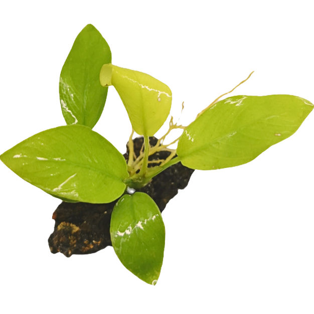 Anubias Barteri Var Nana (Golden)
