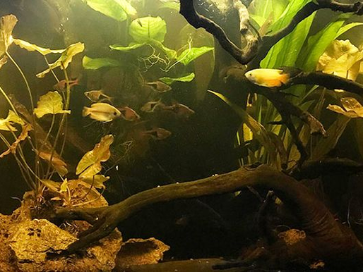 Using natural remedies in the aquarium