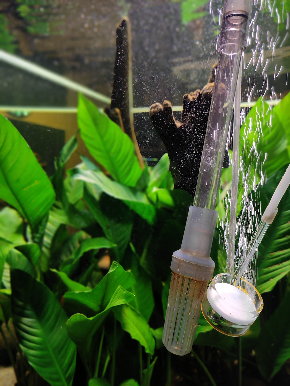 Is Oxygen Necessary for an Aquarium?