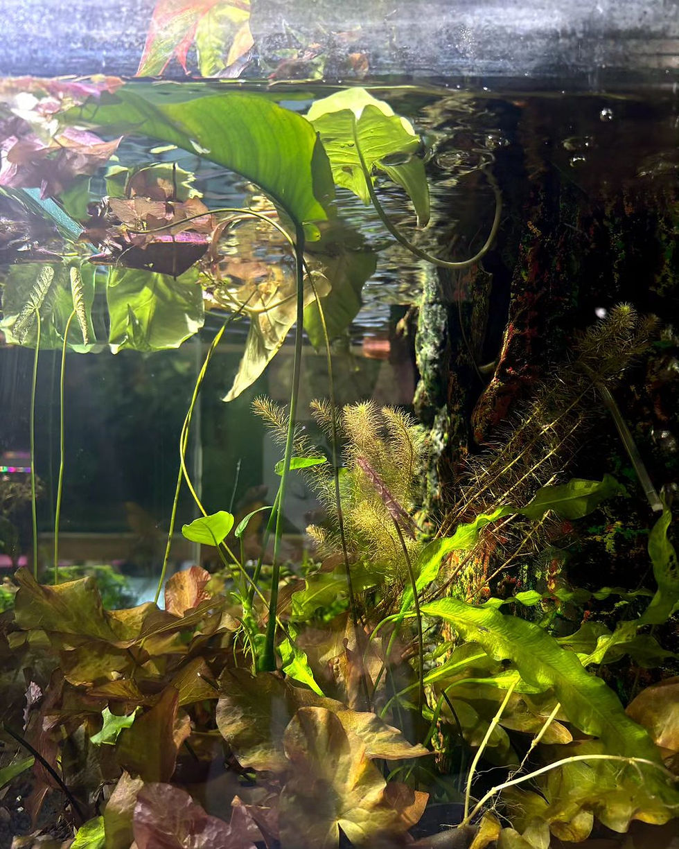Do aquatic plants act as a natural filter in an aquarium?