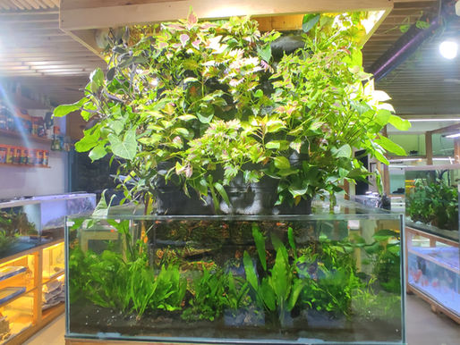 Setting Up A Paludarium