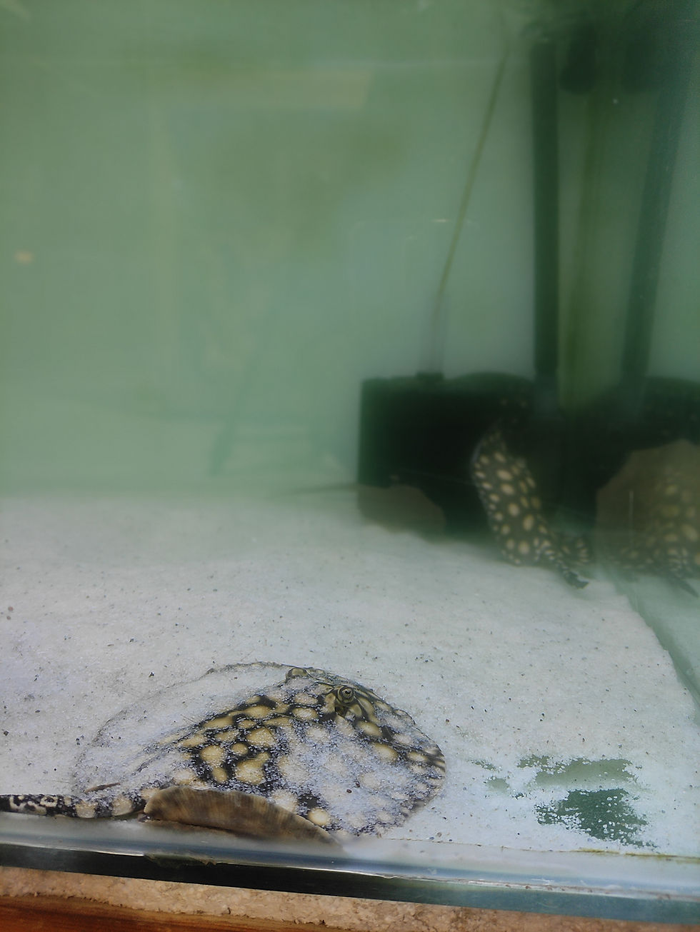 Freshwater Stingrays