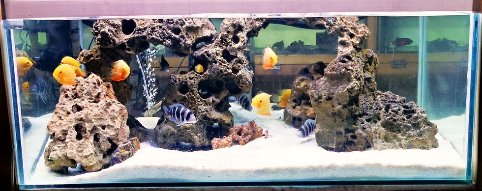 Cichlid fish tank.