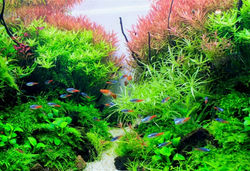 Stem plants for aquarium