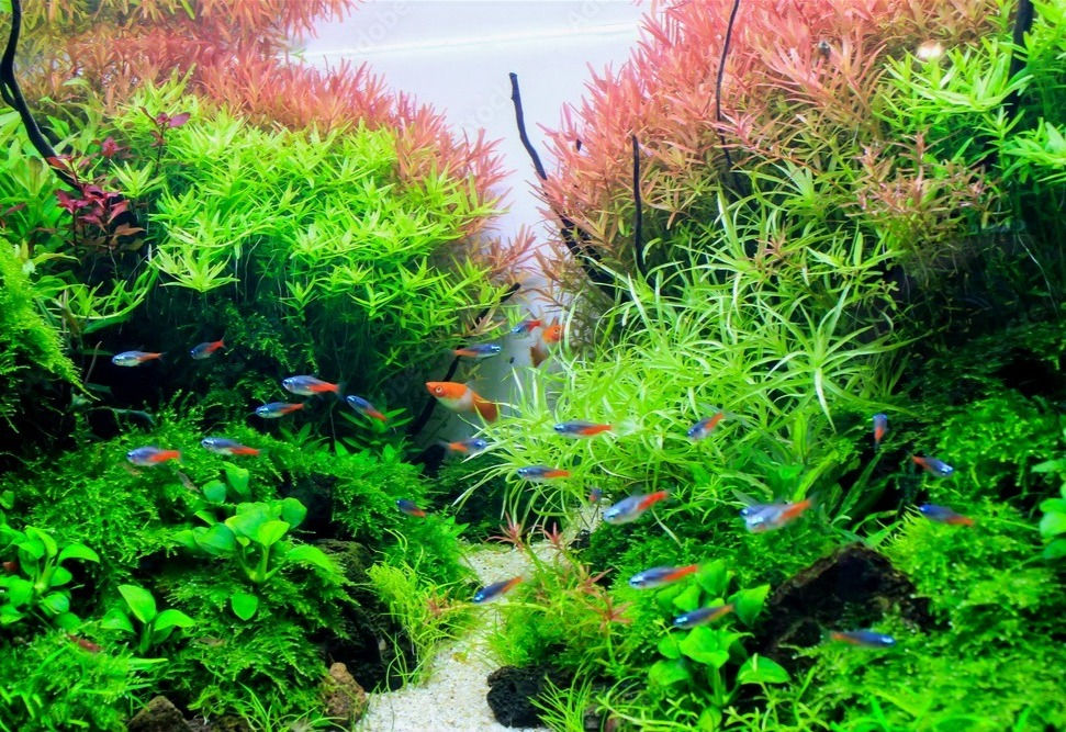 Stem plants for aquarium