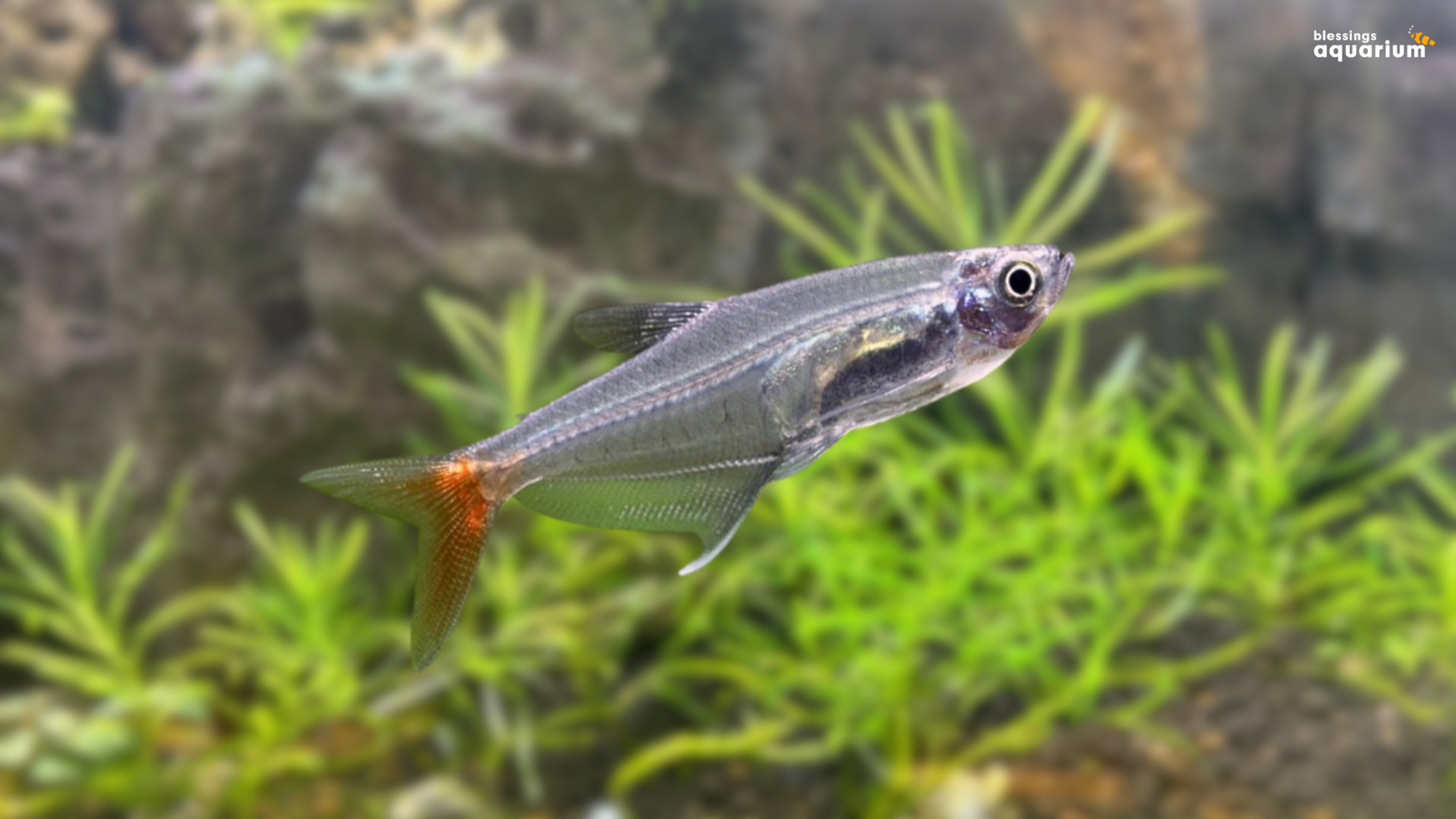 Blood Fin Tetra Fish