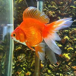 Why Does My Goldfish Tank Have Cloudy Water? Causes and Solutions - Blessings Aquarium