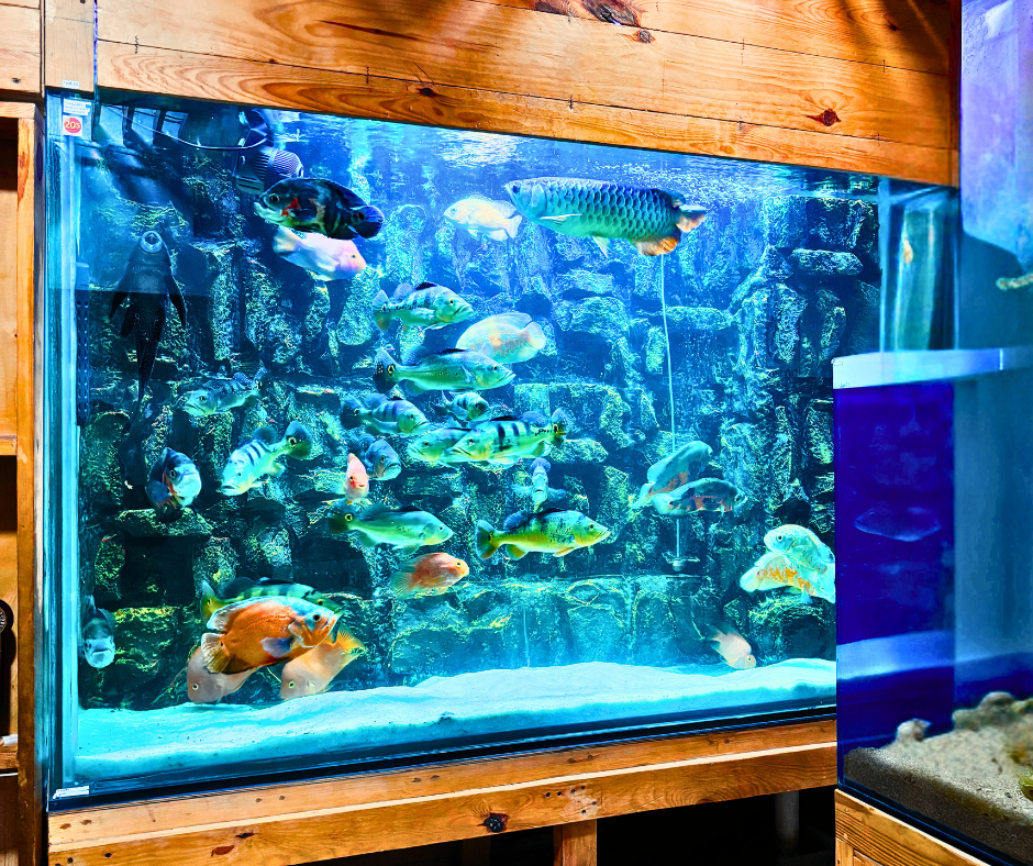 Monster display fish tank.