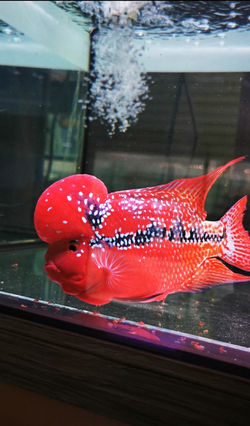 Flowerhorn Fish