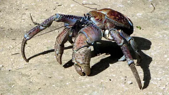 Marine Crustaceans
