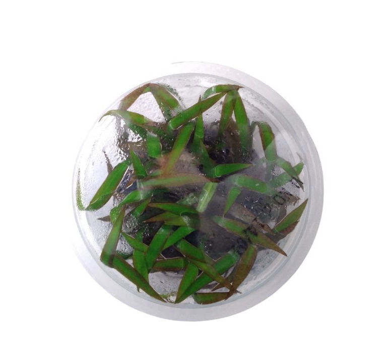 Cryptocoryne spiralis 'Jwala' tissue culture plants