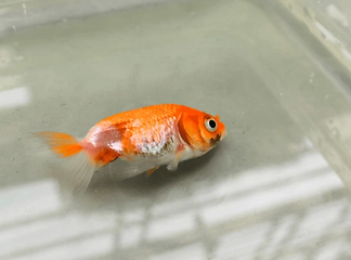 Dealing With Fish Loss