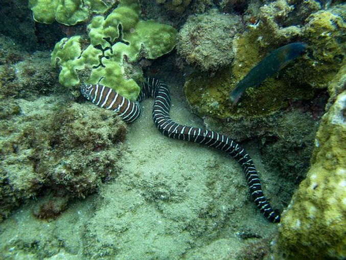 How to care for zebra moray eel