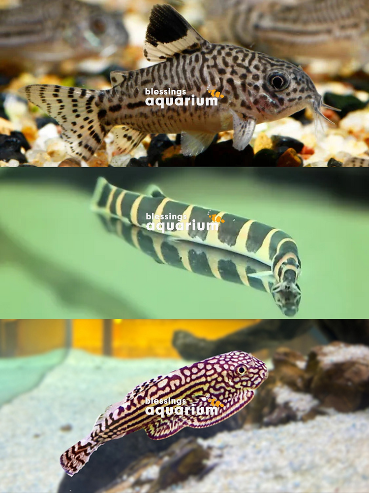 Butum Fish How to Create a Safe and Ideal Environment for Bottom-Dwelling Fish
