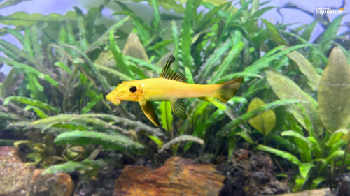 Golden Algae Eater Blessings Aquarium