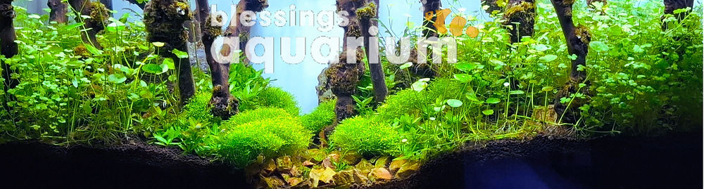 Best Plant Substrate Options for Healthy Aquatic Plants