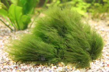Algae: Types, Causes, And Treatments