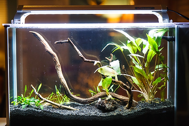 Understanding Aquarium Lighting