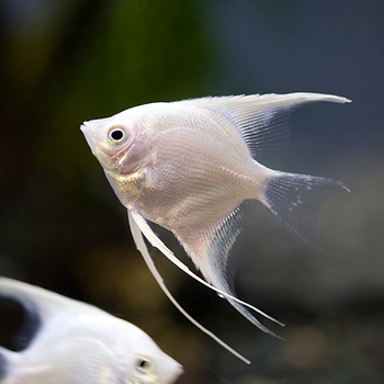 How to best care for angelfish?