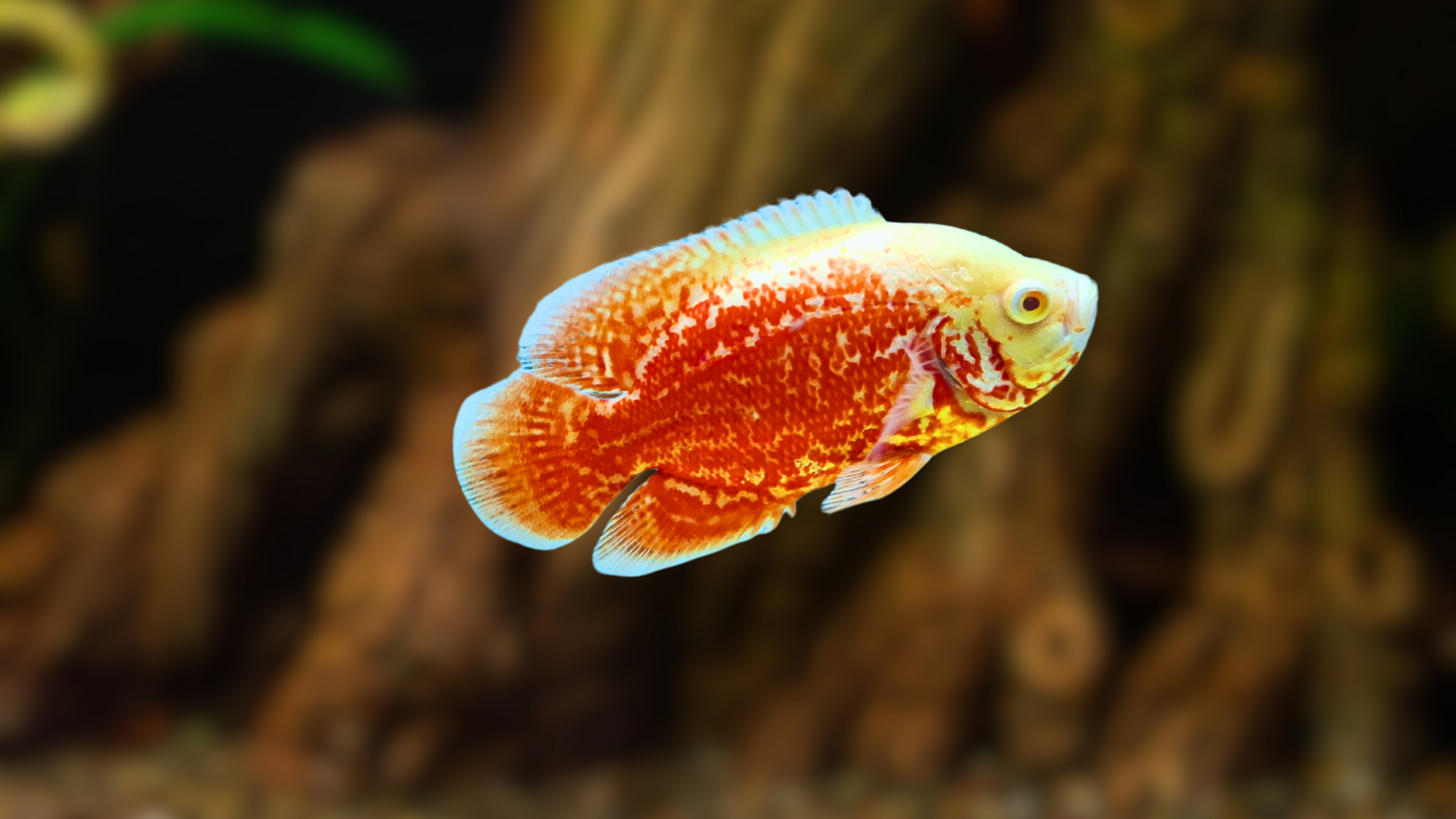 Fire Red Oscar Fish