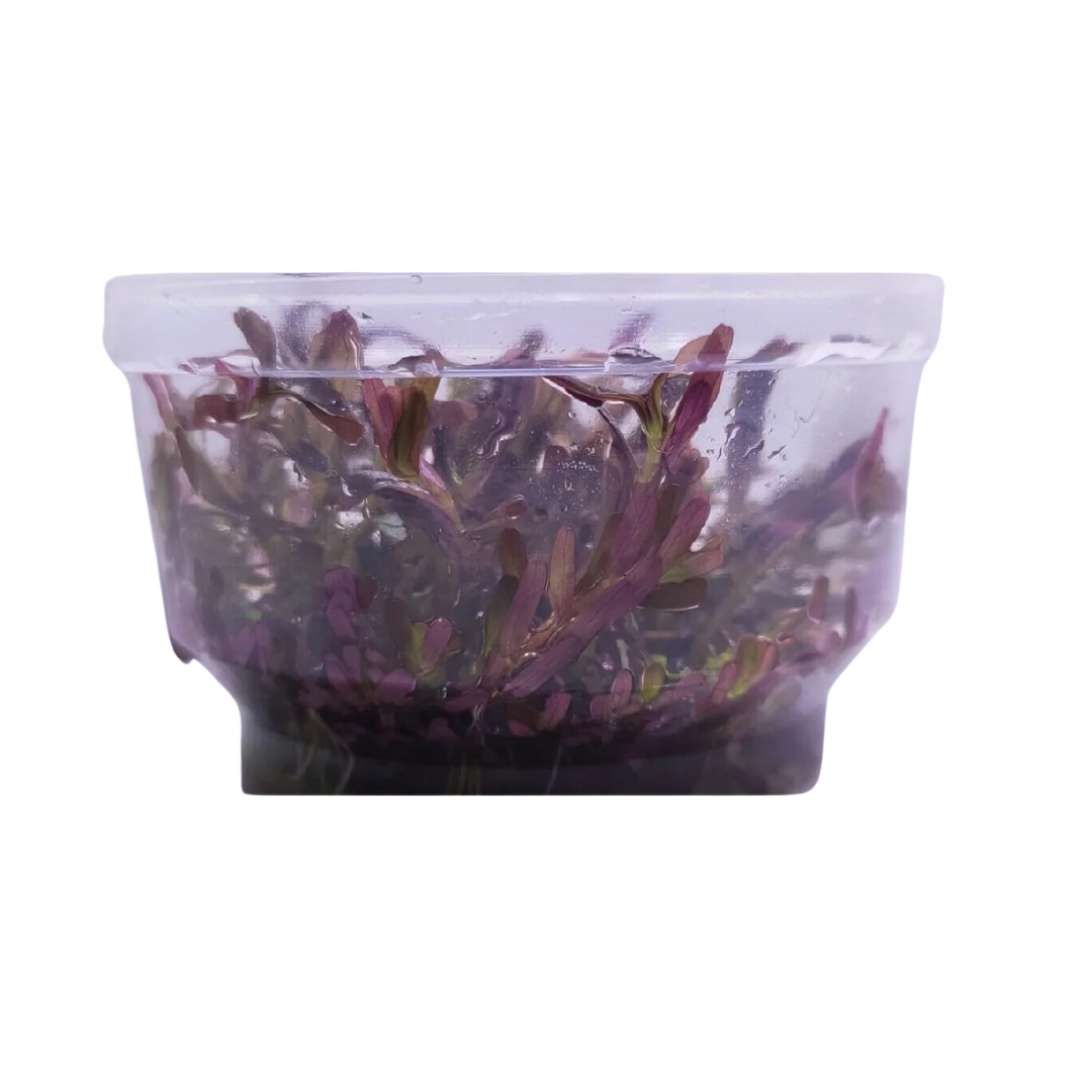 Rotundifolia Blood Red'