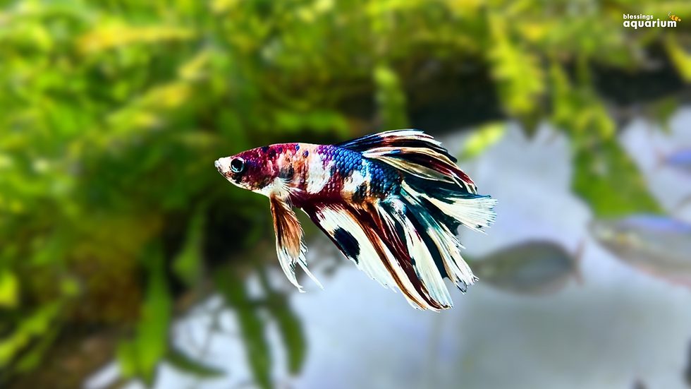 Candy Koi Betta Fish(Male)