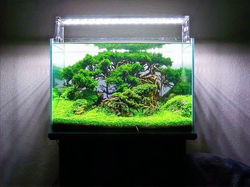 Plants for Driftwood