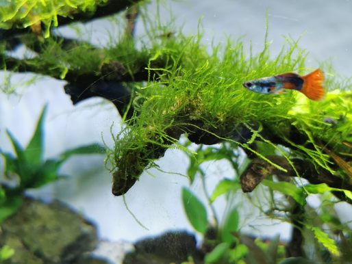 Innovative Aquarium Technologies to Enhance Your Fishkeeping Experience