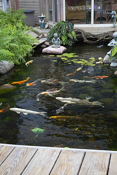 The Joy of Fish Pond Keeping