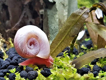 Aquarium Pests: how to deal with them