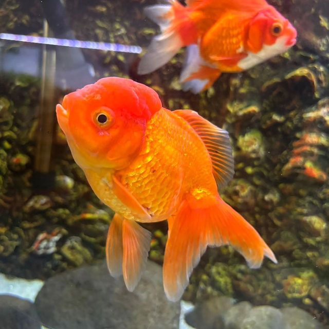 Why Does My Goldfish Tank Have Cloudy Water? Causes and Solutions