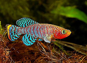 Killifish – Nature's Jewels