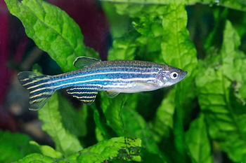 Visiting wild habitats of popular aquarium fish