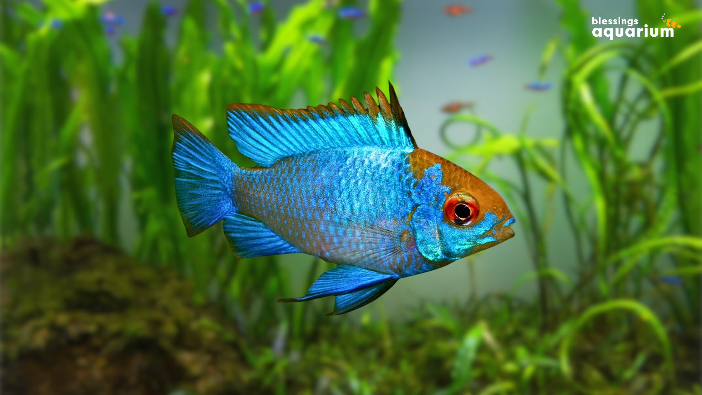 Thai Silk Blue Remirezi Fish