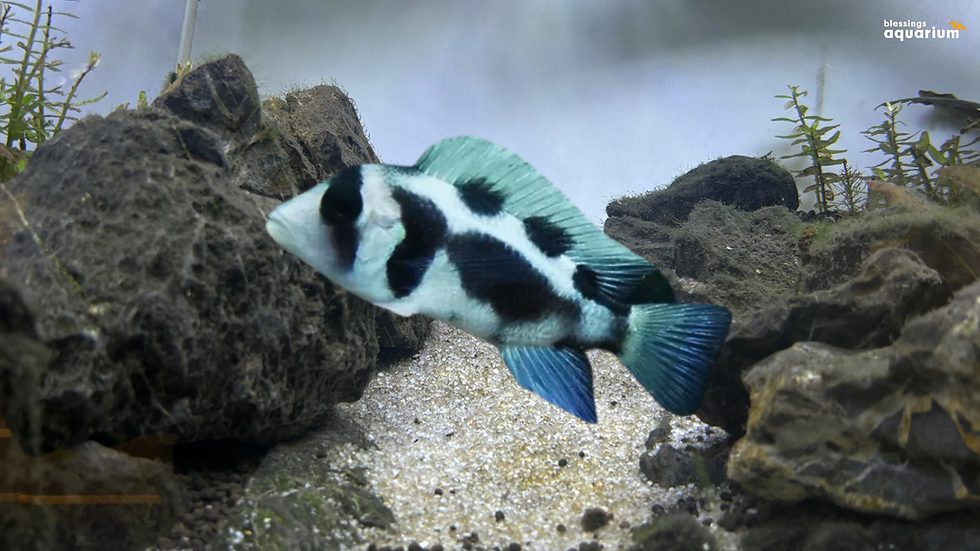 Black Widow Frontosa