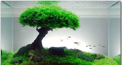 Moss for aquarium.