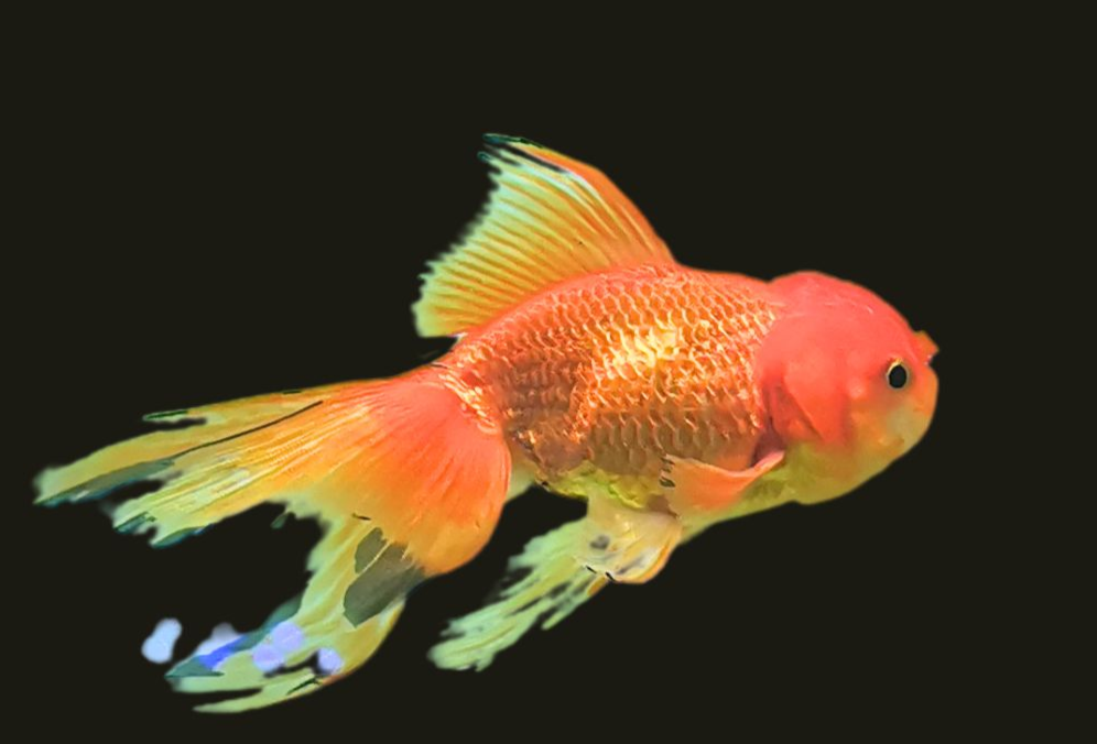 Oranda goldfish