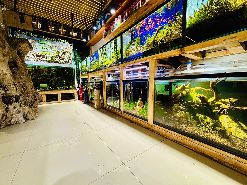 Close-up view of aquarium filtration system and clean water in a Pune fish shop