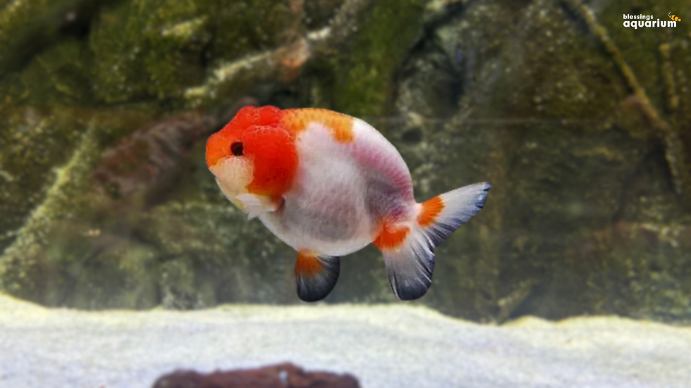 Red and white Ranchu gold fish