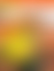 Tributo ao Canisso | Audio