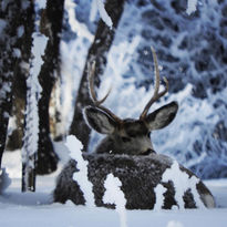 Saskatchewan Winter Wildlife _ by Kim Bennett
