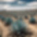 agave field .jpg