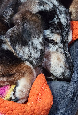 Copper the Dashchund Sleeping