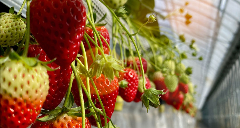いちご狩りといちご販売 | 姫路ハートフル観光農園