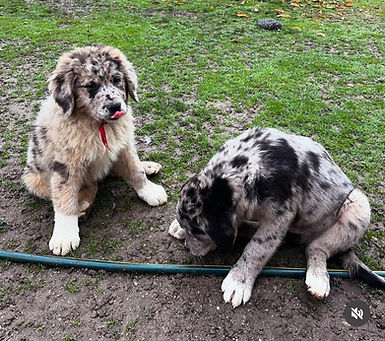 fluffy, furry puppies available, exotic shepherds